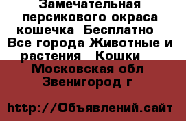 Замечательная персикового окраса кошечка. Бесплатно - Все города Животные и растения » Кошки   . Московская обл.,Звенигород г.